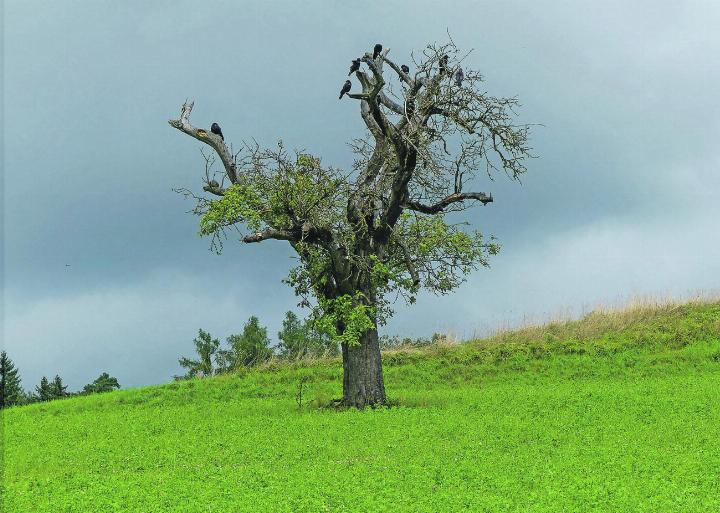 Zwischen Elgg und Ettenhausen steht ein halbtoter Baum, der dennoch voller Leben ist. Leserbild: Hans Maag, Elgg
