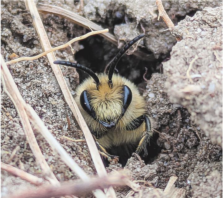 Bodennistende Wildbienen.