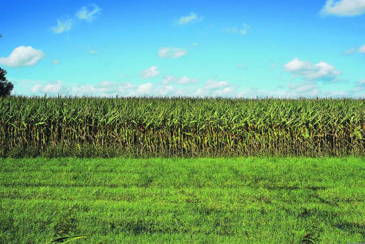 Fakt: Seit 1900 sind fast 8000 Quadratkilometer naturnaher Lebensräume wie Trockenwiesen, Auen und Sümpfe durch landwirtschaftliche Nutzung und Infrastrukturentwicklung verschwunden. Bild: Karsten Paulick von pixaby.com