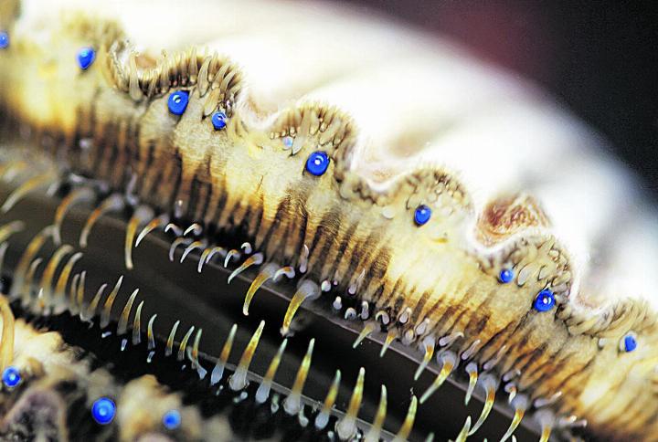 Die blauen Augen der Jakobsmuschel dienten als Inspiration für das neuartige Mikroskop-Objektiv. Bild: istock.com, Shane Kato
