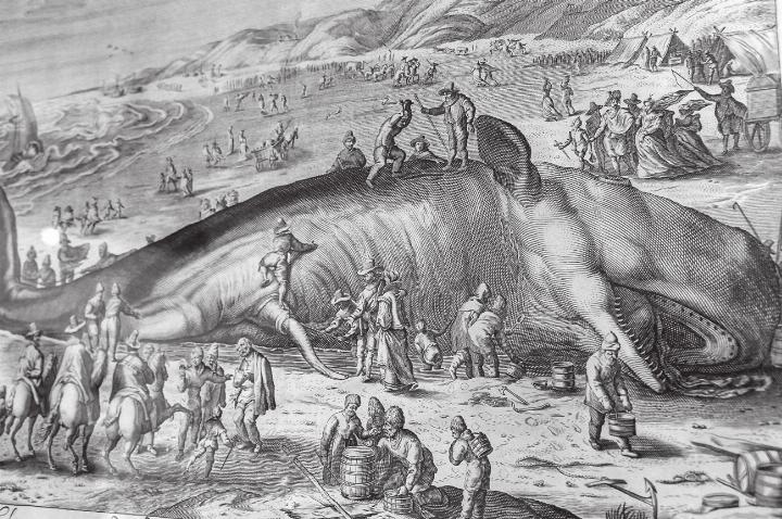 Kupferstich von Willem van der Gouwen (1679) eines 1598 bei Berkhey (NL) gestrandeten Pottwals. Im 17. Jahrhundert standen dabei weniger Mitleid als vielmehr Neugier, wissenschaftliches Interesse und die Nutzung des Wals als Rohstoffquelle im Vordergrund. Leserbild: Hans Maag, Elgg