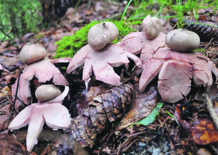Geastrum rufescens, Rötender Erdstern. Kein Speisepilz. Bild: zVg