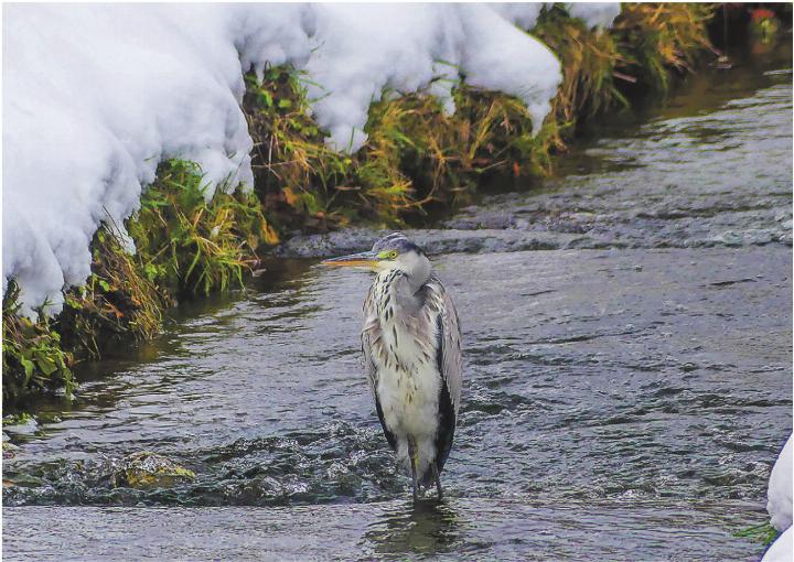 Wegen der Schneedecke auf den Wiesen hat sich dieser Reiher von der Mäuse- auf die Fischjagd in der Eulach verlegt. Leserbild: Hans Maag, Elgg