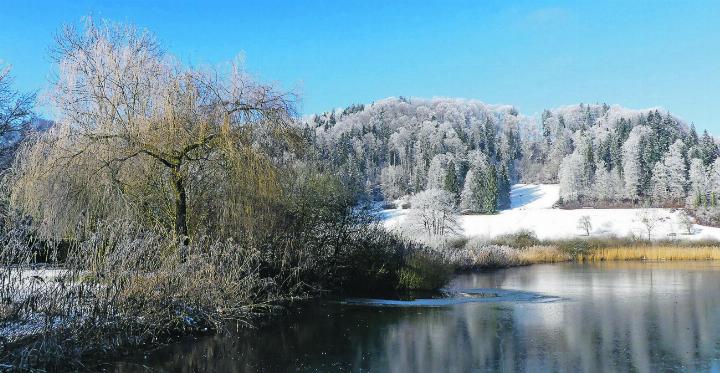 Eine (Augen-)Weide am winterlichen Bichelsee. Leserbild: Hans Maag, Elgg