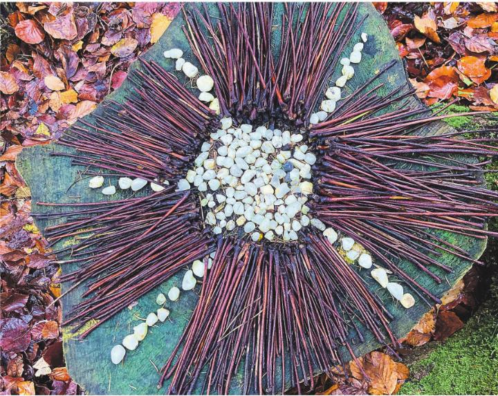 Ein Waldstern bringt natürliche Adventsstimmung nach Elgg. Bild: Barbara Gut