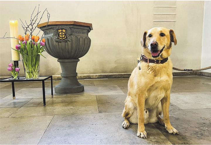 Ein Hund, der zusammen mit anderen Tieren und ihren Menschen an der Tiersegnungs-Feier in der Kirche Elsau teilnahm und interessiert mitmachte. Bild: Bettina Sticher Ein Hund, der zusammen mit anderen Tieren und ihren Menschen an der Tiersegnungs-Feier in der Kirche Elsau teilnahm und interessiert mitmachte. Bild: Bettina Sticher