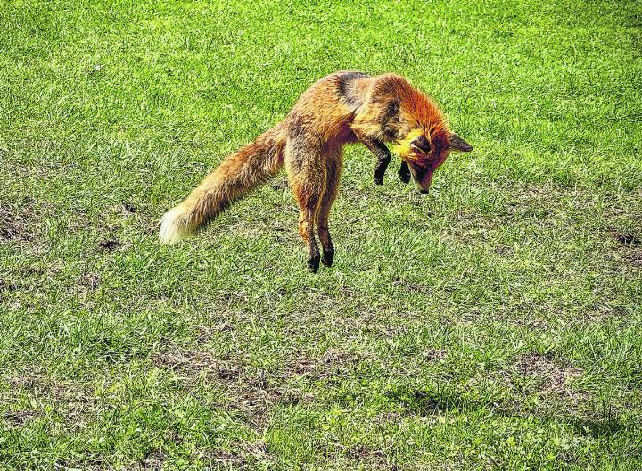 Mitten im Fellwechsel auf Mäusejagd – in diesem Fall mit dem besseren Ende für die Maus. Bild: Marianne Burgener, Wittenwil