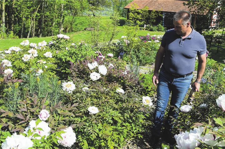 Am Sonntag, 3. und 10. Mai, sind von 11 bis 17 Uhr in privaten Garten- und Parkanlagen Hunderte von Päonien zu bewundern. Bilder: zVG