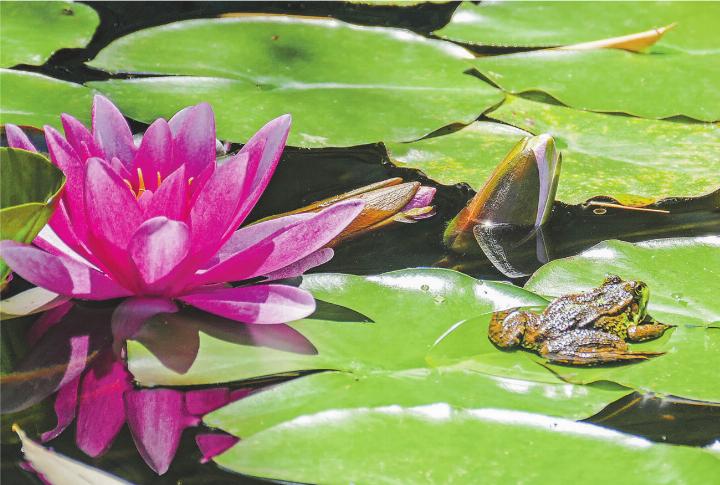 Satt hält ein Frosch Siesta auf dem Blatt (in einem kleinen Teich zwischen Aadorf und Elgg). Leserbild: Hans Maag, Elgg