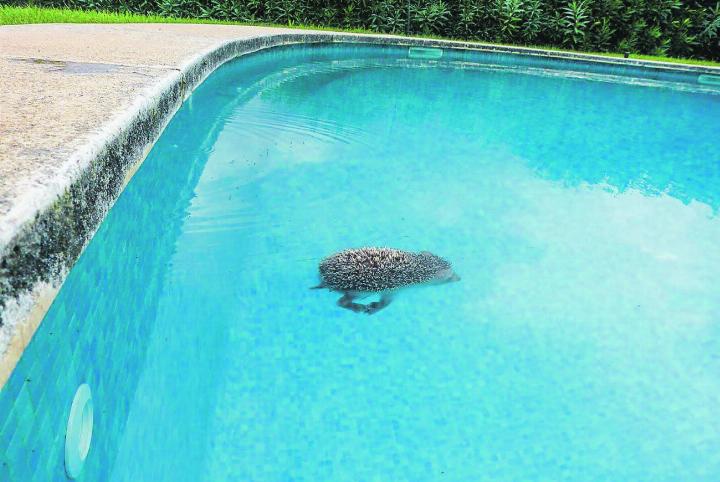 Regelmässig ertrinken Igel in ungesicherten Schwimmbädern.