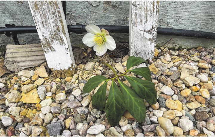 Diese Christrose trotzt kraftvoll der Winterkälte. Leserbild: Irene Hess, Aadorf