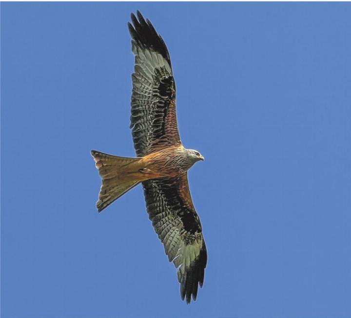 Rotmilan im Flug erwischt. Leserbild: Ines Werner, Hagenbuch