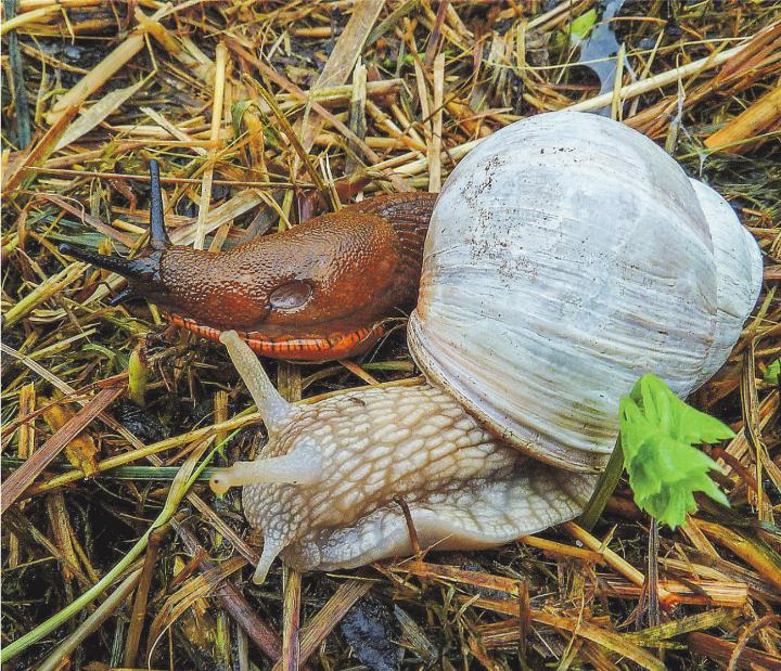Gehäuseschnecken, wie diese Weinbergschnecke, sind nur für wenige Frassschäden verantwortlich; ganz anders die Spanische Wegschnecke. Bild: Jens Rost, flickr.com
