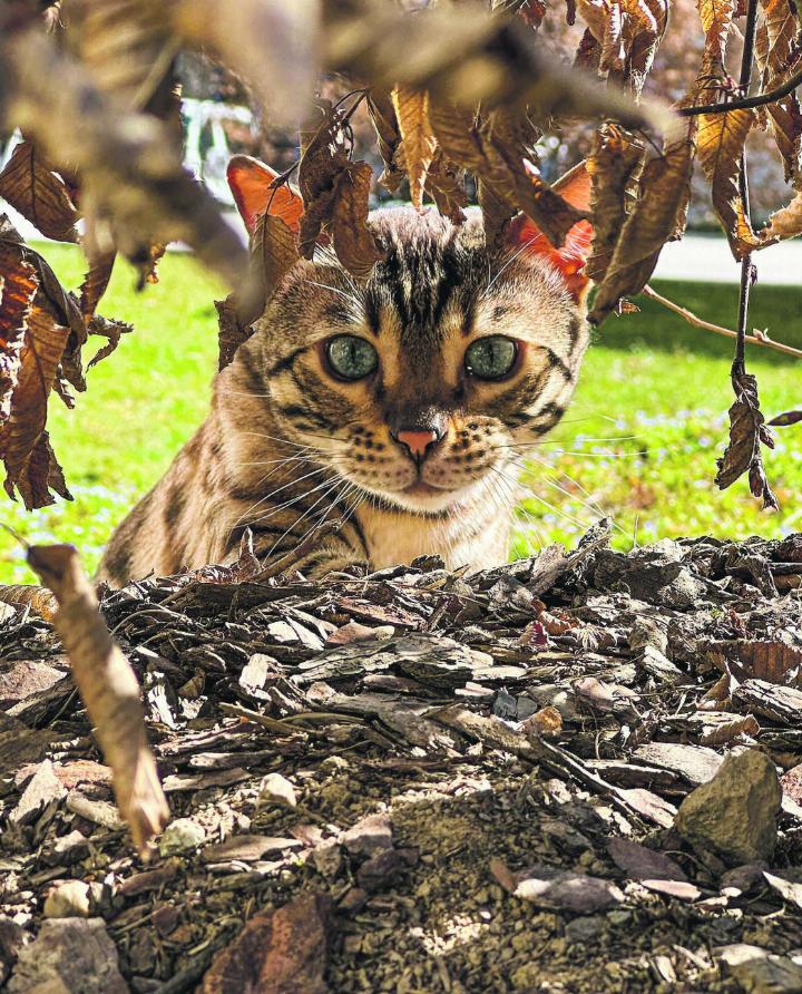 Freigängerkatzen leben gefährlich – sie werden häufig Opfer von Verkehrsunfällen. Bild: Dzenan Mehmedovic