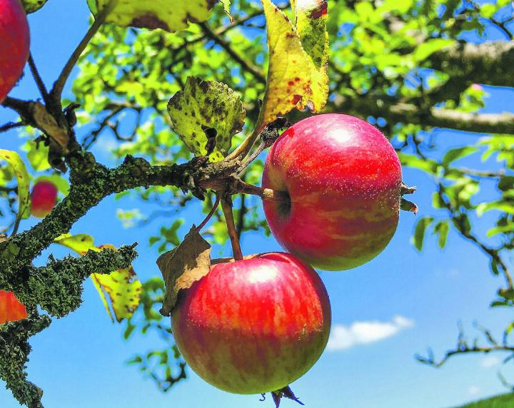 «An apple a day, keeps the doctor away» – en Guetä! Leserbild: Denise Travailleur, Elgg