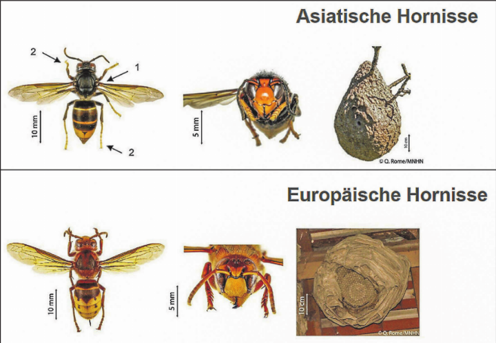 Unterscheidungsmerkmale zwischen der Asiatischen und der Europäischen Hornisse. Besonders gut zu erkennen sind die mehrheitlich schwarze Körperfärbung (1) und die gelben Beinenden (2) bei der Asiatischen Hornisse. Graphik: frelonasiatique.ch