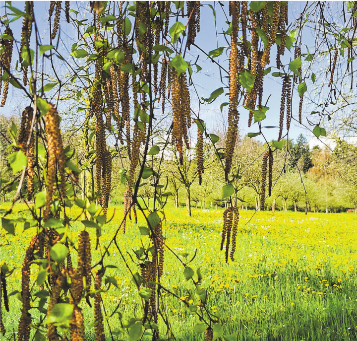 Der Frühling scheint zu explodieren – oberhalb Egnach. Sandor Mester, Elgg