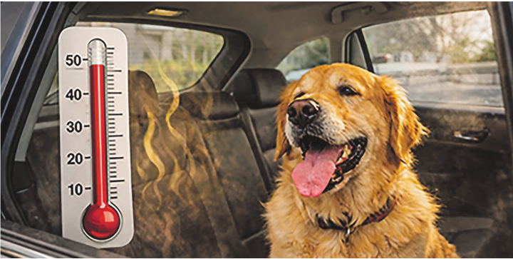 Das Auto kann für Hunde schnell zur tödlichen Falle werden. Bild: Susy Utzinger Stiftung