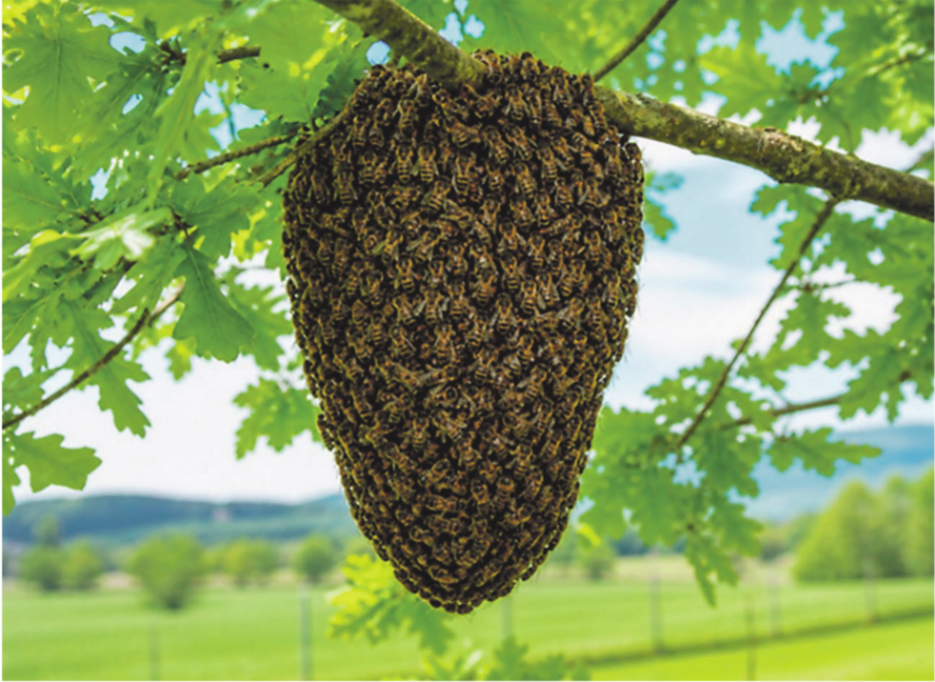 Was tun, wenn man einen Bienenschwarm entdeckt? - Das Bild wird blockiert. – Möglicherweise durch einen aktiven Adblocker.
