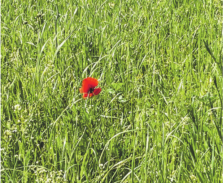 Allein auf weiter Flur. Mohnblume im Aadorfer Feld. Leserbild: Irene Hess, Aadorf