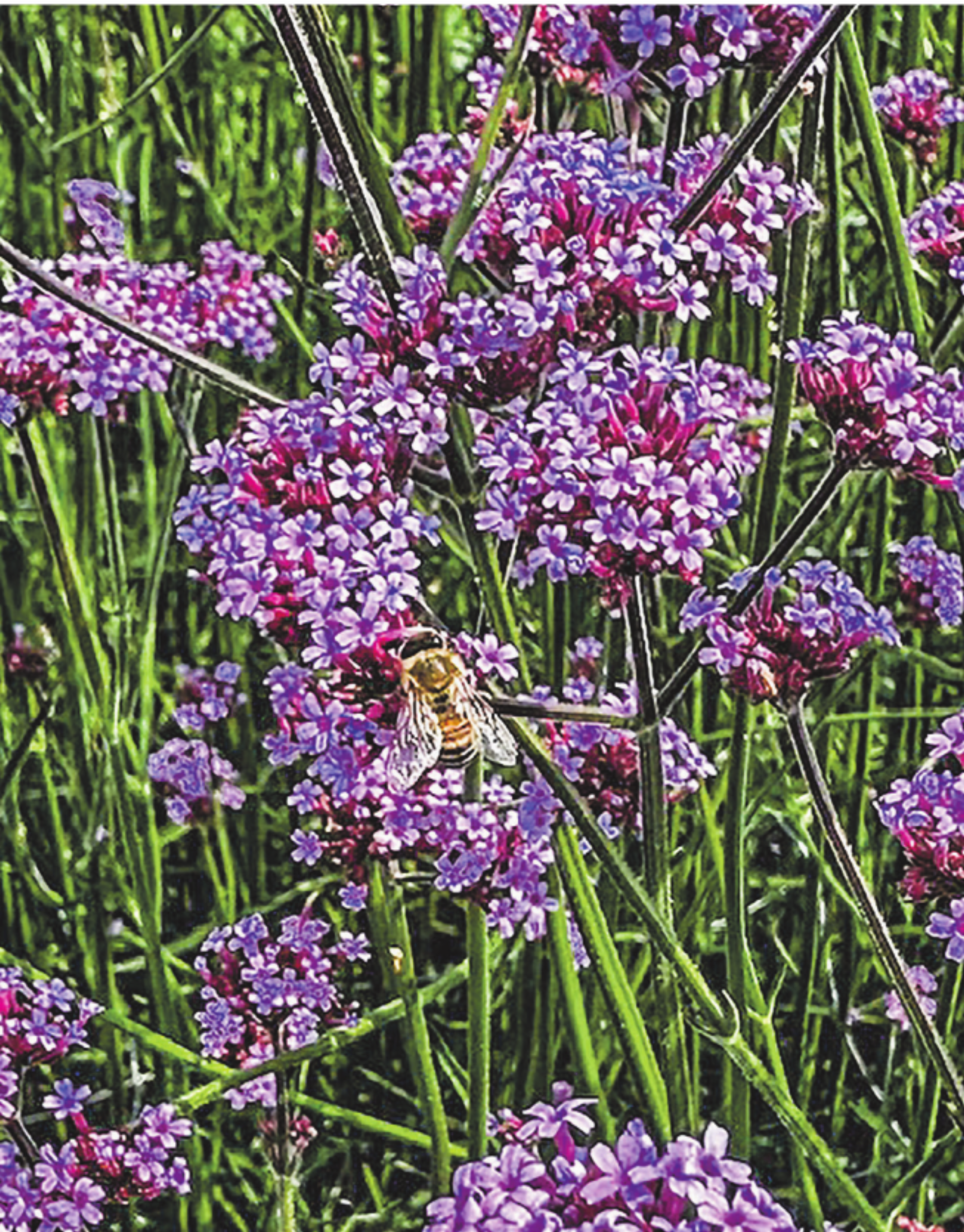 Balkonblumen für Insekten - Das Bild wird blockiert. – Möglicherweise durch einen aktiven Adblocker.