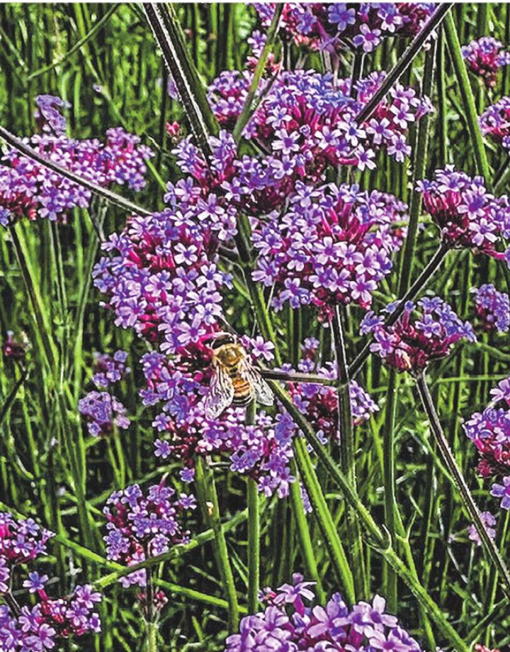 Sommerblumen.