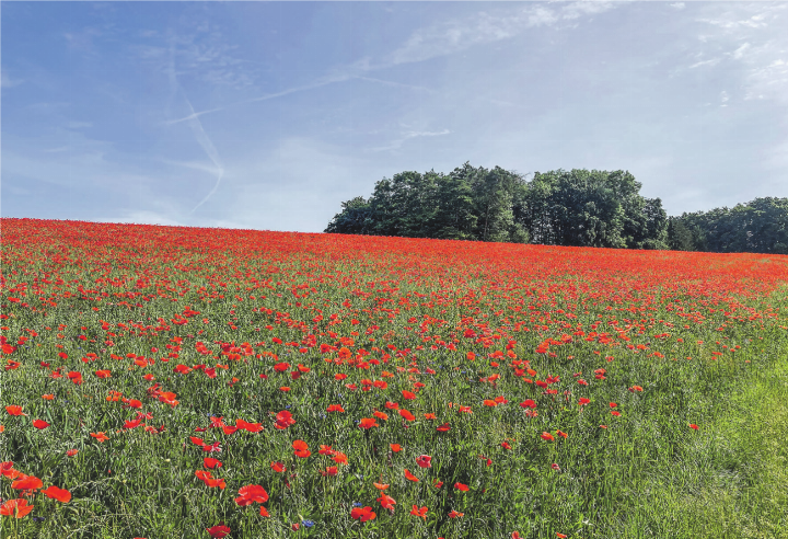 Zwischen Kefikon und Ellikon: Ein Feld voller Klatschmohn und Hafer. Leserbild: Elsbeth Tanner, Elgg