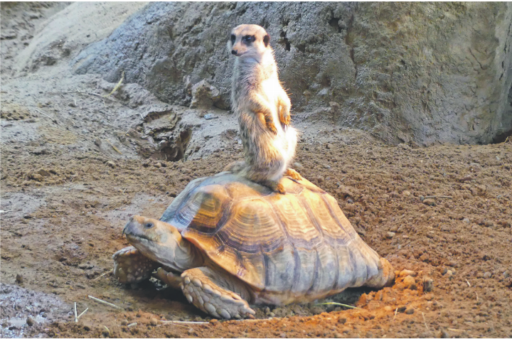 Kluges Kerlchen - vom Hochsitz aus weitet sich der Horizont! Aufnahme aus dem Walter Zoo, Gossau SG. Leserbild: Hans Maag, Elgg