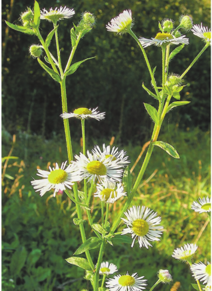 Das Einjährige Berufkraut in Blüte, das Blütenkörbchen wird bis zu 2 cm breit. Bild: umwelt.tg.ch Das Einjährige Berufkraut in Blüte, das Blütenkörbchen wird bis zu 2 cm breit. Bild: umwelt.tg.ch