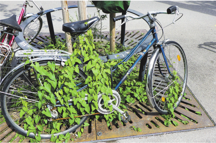 Stillgelegtes Velo in Zürich Utoqui. Leserbild: Silvia Dähler, Elgg