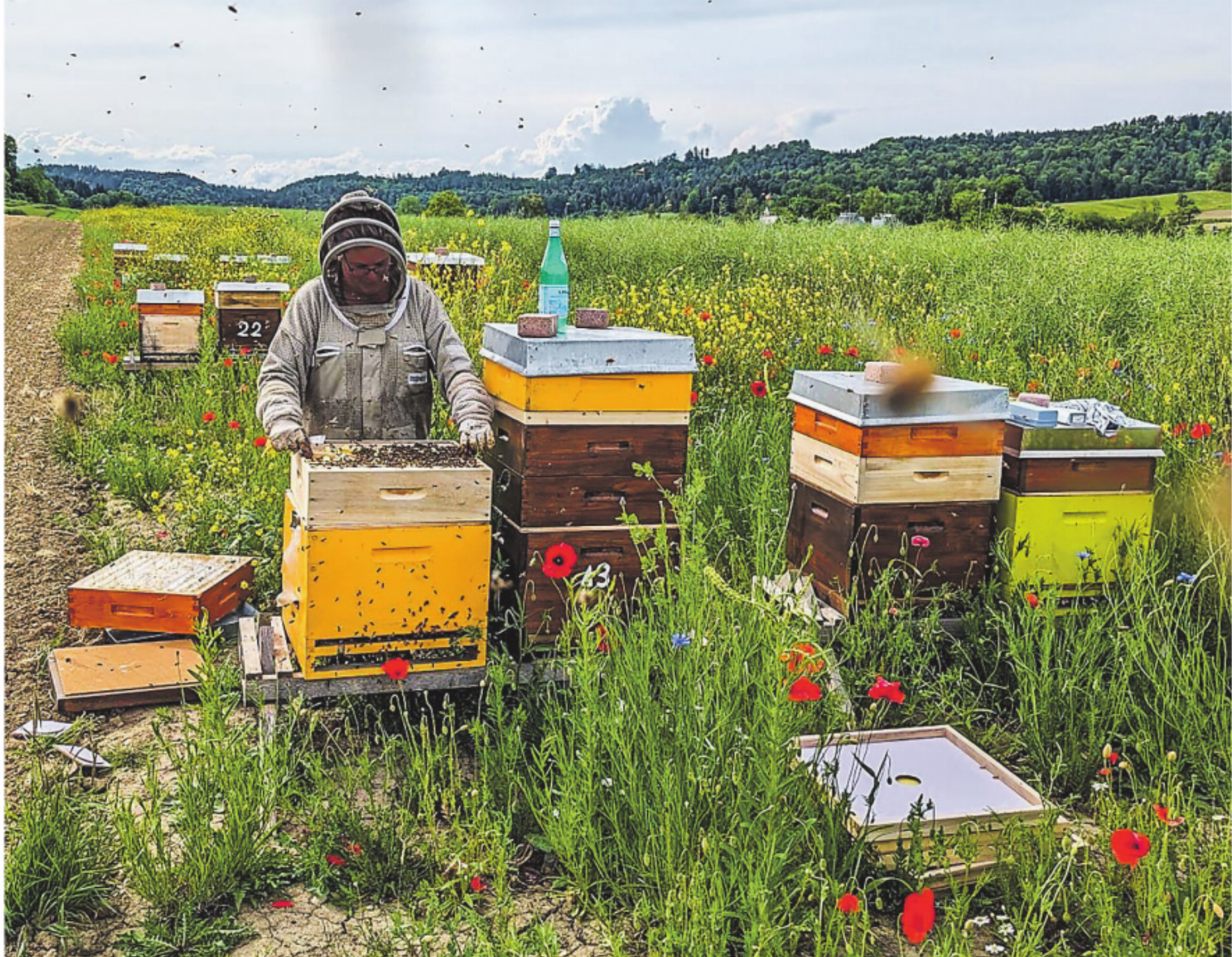 Bienen im Heimatmuseum - Das Bild wird blockiert. – Möglicherweise durch einen aktiven Adblocker.