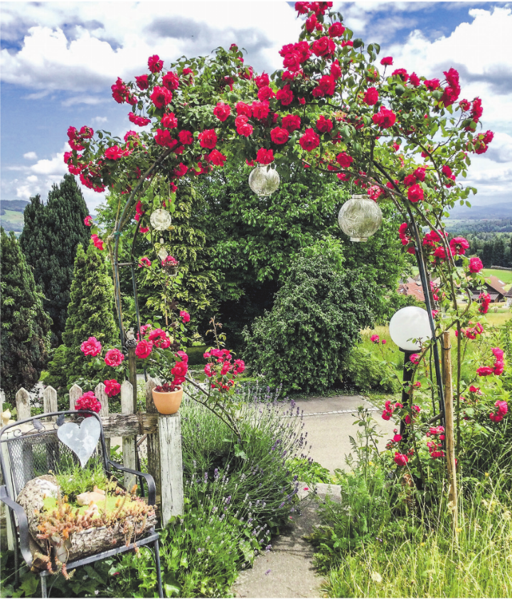 So schön, unter den Rosen hindurch. Leserbild: Monika Specker, Häuslenen