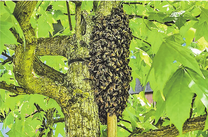 Bienen am aber nicht im Stock! Zwischenhalt des Volkes auf der Suche nach einer neuen Heimat. Leserbild: Hans Maag, Elgg