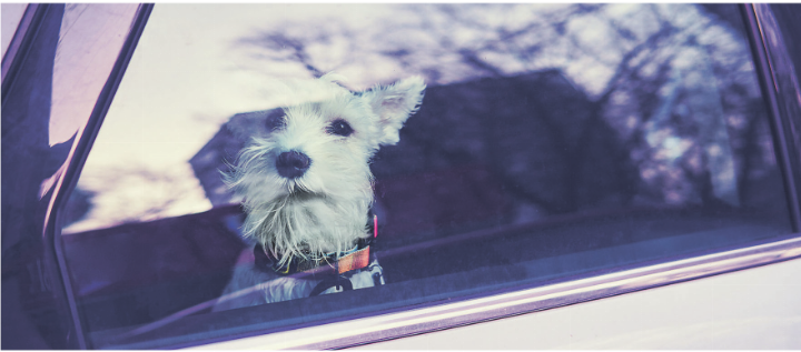 Mehrere Tiere wurden in abgeschlossenen Autos gemeldet. Bild: istockphoto.com