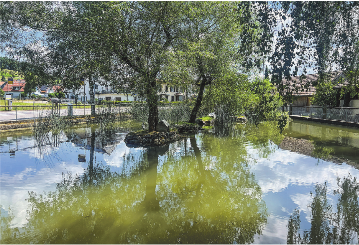 Soll gestalterisch und ökologisch aufgewertet werden: Der Torweiher beim Dorfeingang von Elgg. Bilder: Bettina Sticher Soll gestalterisch und ökologisch aufgewertet werden: Der Torweiher beim Dorfeingang von Elgg. Bilder: Bettina Sticher