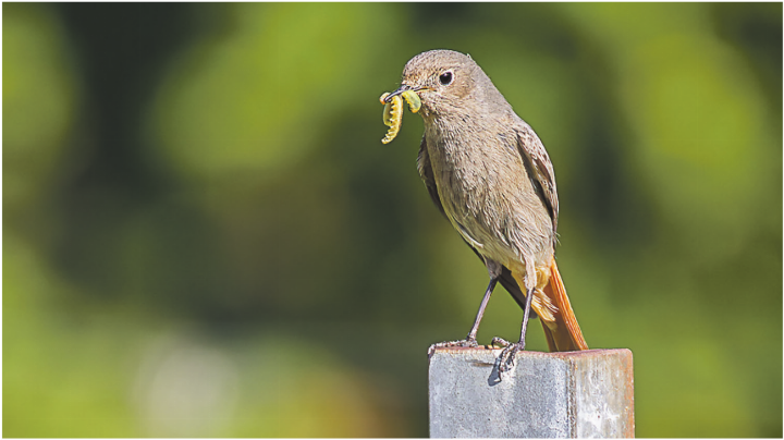 Hausrotschwanz mit proteinreicher Nahrung für den Nachwuchs. Bild: Jörg Helfenstein
