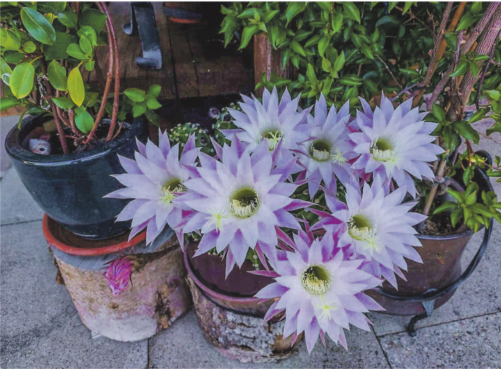 Diese Echinopsis zeigt ihre eindrucksvollen, zartrosa Blüten in voller Pracht. Leserbild: Hans Scherrer, Elgg
