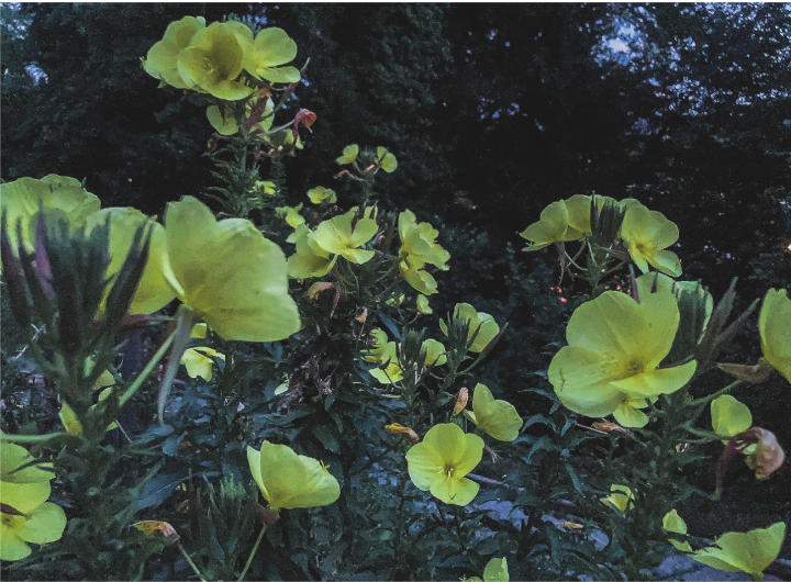 Nachts entfalten die Nachtkerzen auch in Elgg wieder ihre herrlichen Blüten. Leserbild: Elsbeth Tanner, Elgg