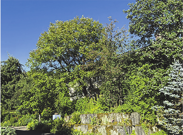 Schatten durch Bäume und andere Pflanzen ist eine natürliche Möglichkeit, bei Hitze zu kühlen. Auf dem Bild: einer der Gewinner des Gartenpreises Aadorf. Bild: zVg