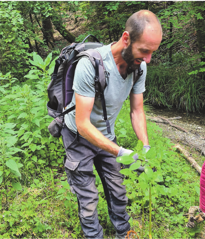 Benjamin Lüthi erklärt die Erkennungsmerkmale des drüsigen Springkrautes.