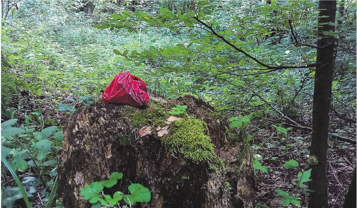 Erstaunliche Biodiversität im Wald. Leserbild: Brigitte Ostertag, Elgg
