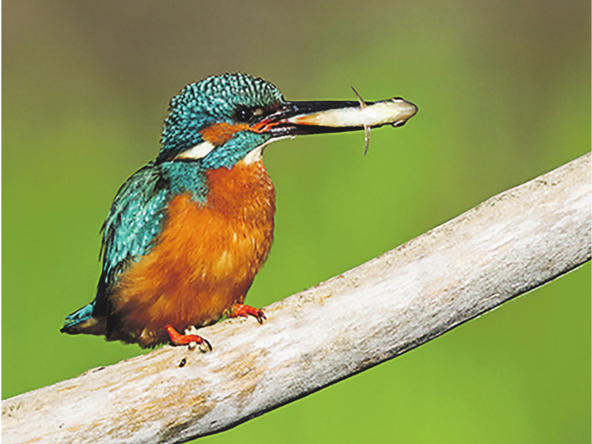 Jetzt den Eisvogel beim Brüten beobachten - Das Bild wird blockiert. – Möglicherweise durch einen aktiven Adblocker.