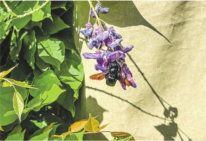 Gekonnte «Turnübung» einer blau-schwarzen Holzbiene (Biene des Jahres 2026) an einer Glyzinie in einem Garten in Aadorf. Leserbild: Irene Hess, Aadorf