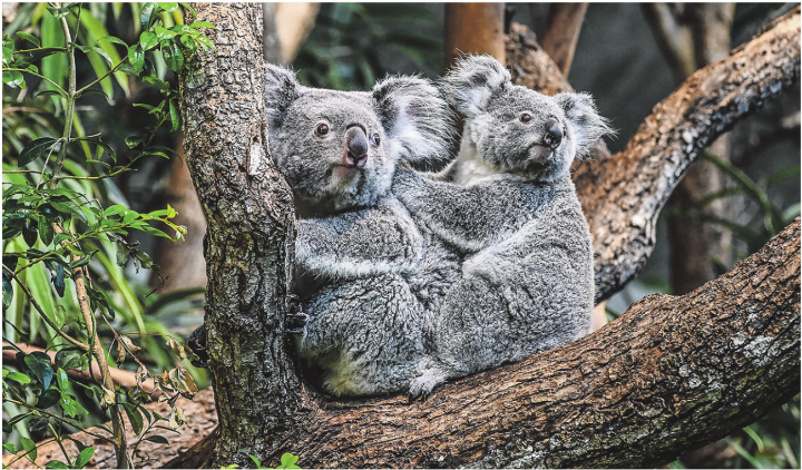 Die Koalas Téo und Zoey aus dem Zürich Zoo. Bild: Zoo Zürich, Monika Bader