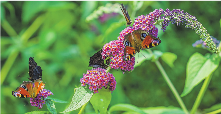 In einem einzigen naturnahen Garten können bis zu 1000 verschiedene Tierarten beobachtet werden. Bild: Michael Weidemann/Unsplash