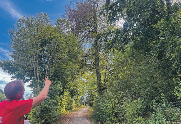 Chrigel Schaerer, Betriebsleiter Forst Elgg, zeigt an einem Beispiel im Wald trockengeschädigte Äste, die jederzeit herunterfallen können. Bild: Bettina Sticher