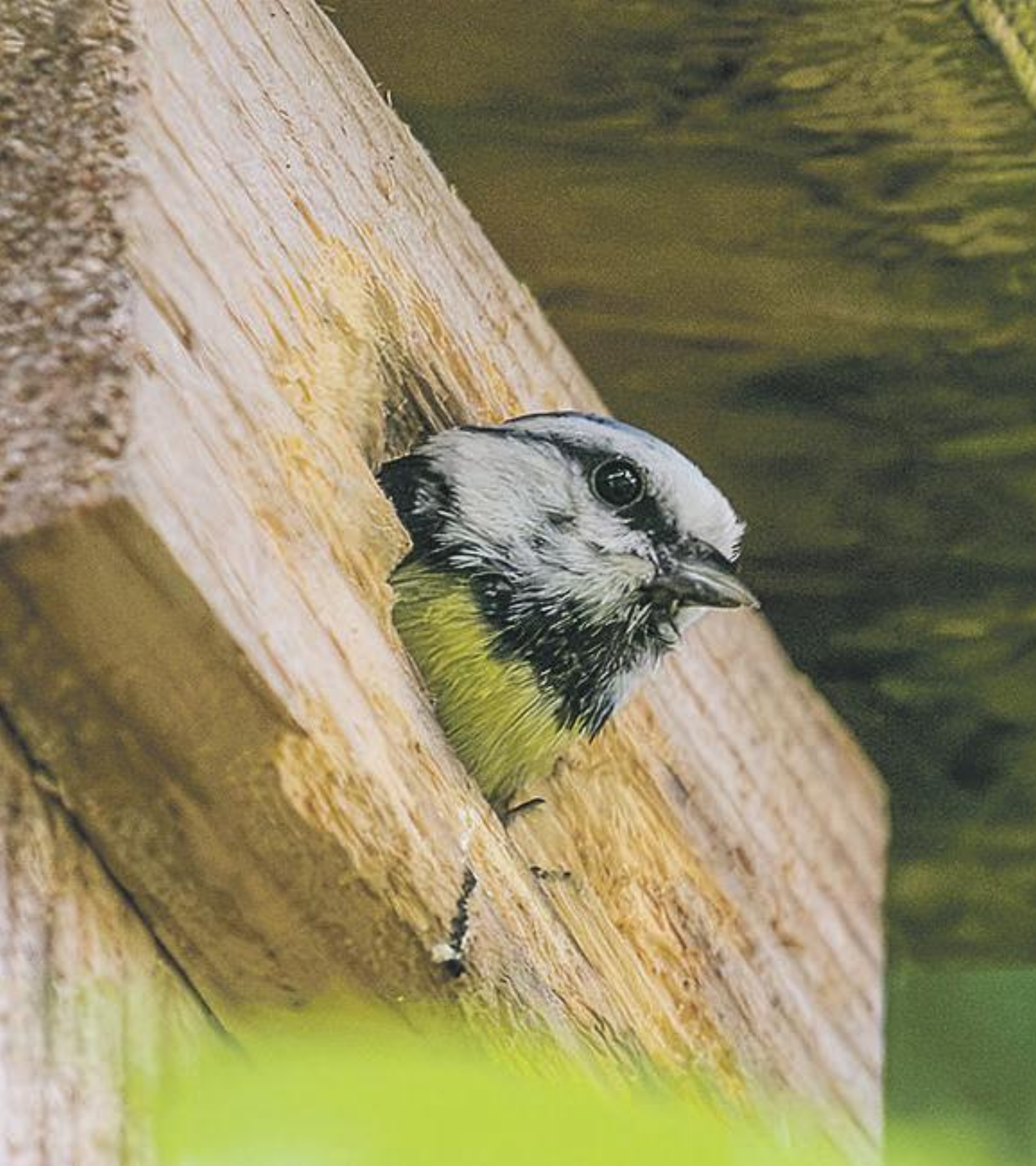 Nistkästen als Chance für unsere Vögel - Das Bild wird blockiert. – Möglicherweise durch einen aktiven Adblocker.