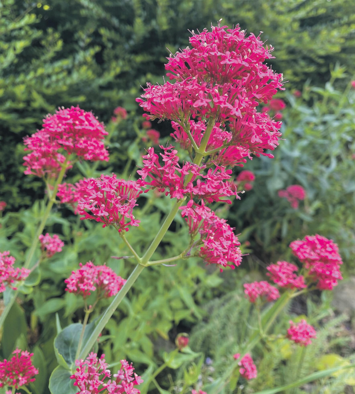 Die rote Spornblume verbreitet sich stark und gefährdet die Biodiversität. Bilder. zVg