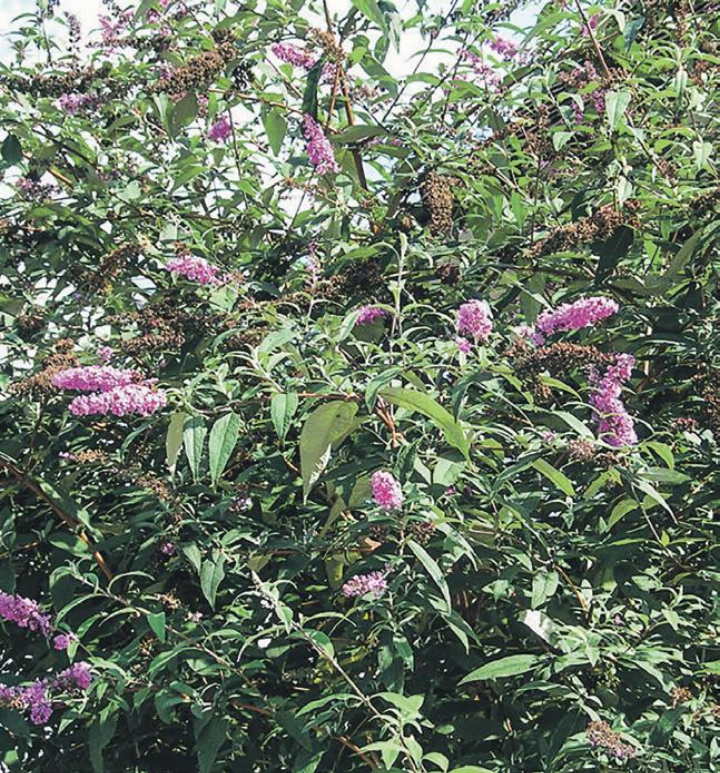 Blühende und verblühte Blüten der Sommerflieder gehören in den Neophytensack. Bild: Kanton Zürich, Baudirektion, Amt für Abfall, Wasser, Energie und Luft