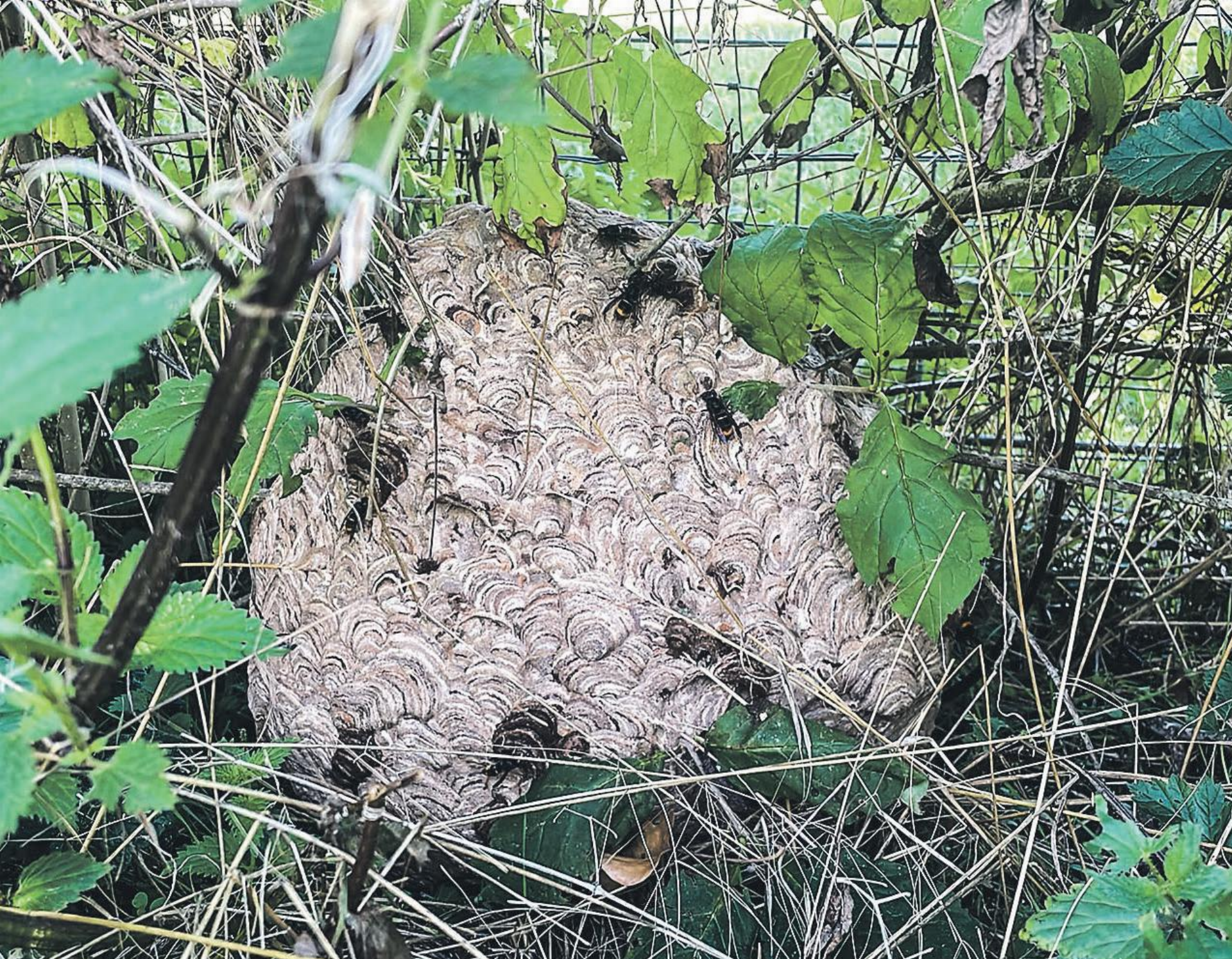 Ein Nest der Asiatischen Hornisse gefunden - Das Bild wird blockiert. – Möglicherweise durch einen aktiven Adblocker.